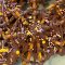 Jassi’s Groovy Foodies Halloween edition – Chocolate Pretzel Spider Webs